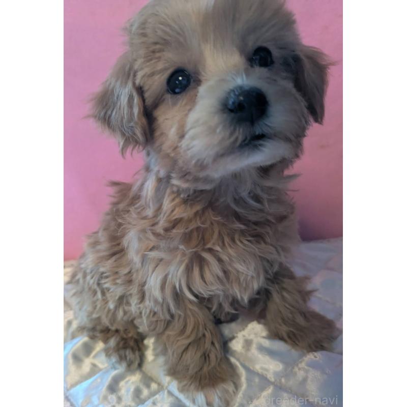 商談中の埼玉県のマルプー:マルチーズ×トイプードル-434618