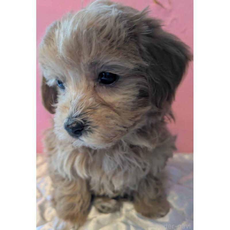 商談中の埼玉県のマルプー:マルチーズ×トイプードル-434618の9枚目