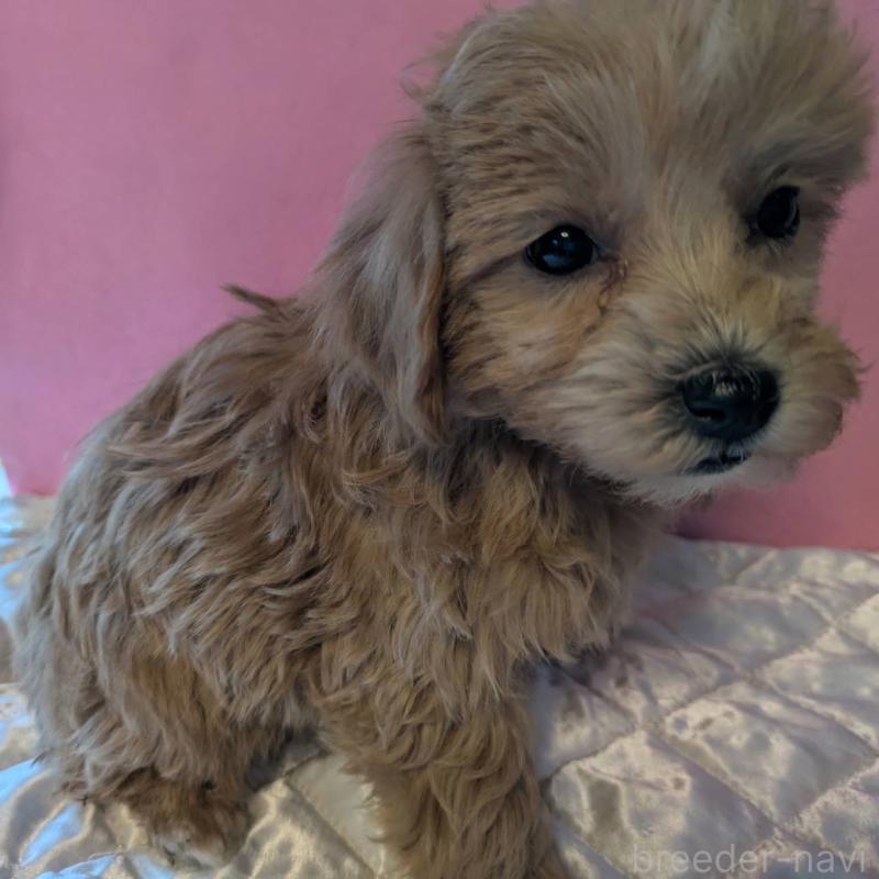 商談中の埼玉県のマルプー:マルチーズ×トイプードル-434618の7枚目