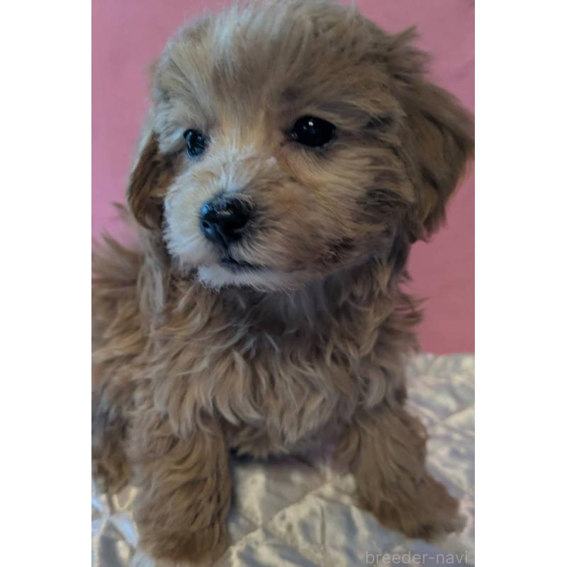 商談中の埼玉県のマルプー:マルチーズ×トイプードル-434618の6枚目