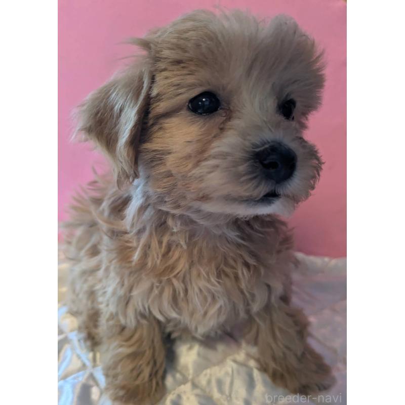 商談中の埼玉県のマルプー:マルチーズ×トイプードル-434618の5枚目