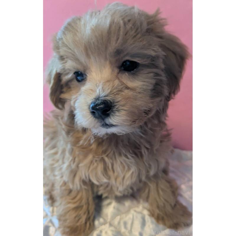 商談中の埼玉県のマルプー:マルチーズ×トイプードル-434618の4枚目