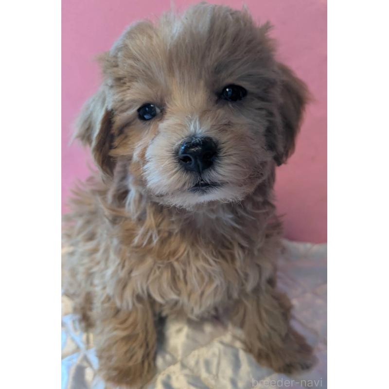 商談中の埼玉県のマルプー:マルチーズ×トイプードル-434618の3枚目