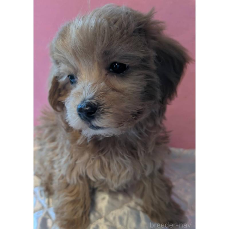 商談中の埼玉県のマルプー:マルチーズ×トイプードル-434618の2枚目