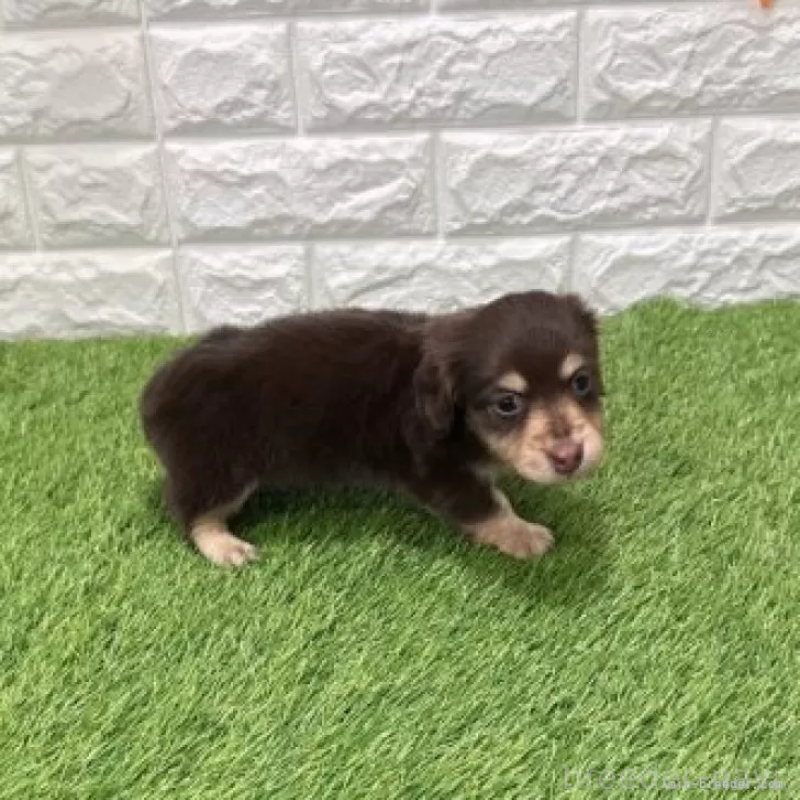 販売中の愛知県のミニチュアダックスフンド(ロングヘアード)-441580の5枚目