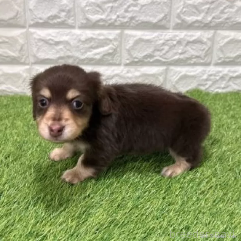 販売中の愛知県のミニチュアダックスフンド(ロングヘアード)-441580の4枚目