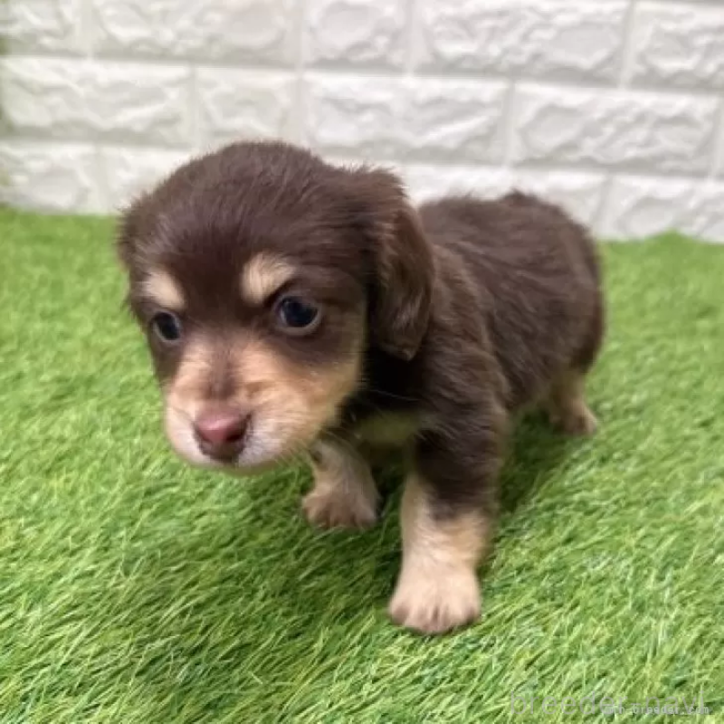 販売中の愛知県のミニチュアダックスフンド(ロングヘアード)-441580の3枚目