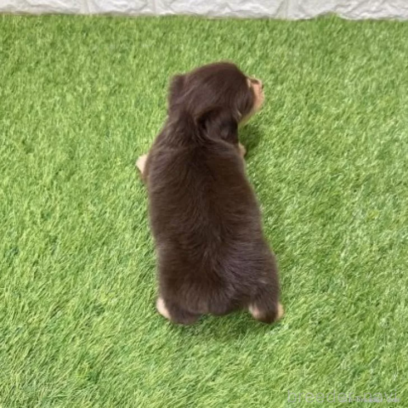 販売中の愛知県のミニチュアダックスフンド(ロングヘアード)-441580の2枚目