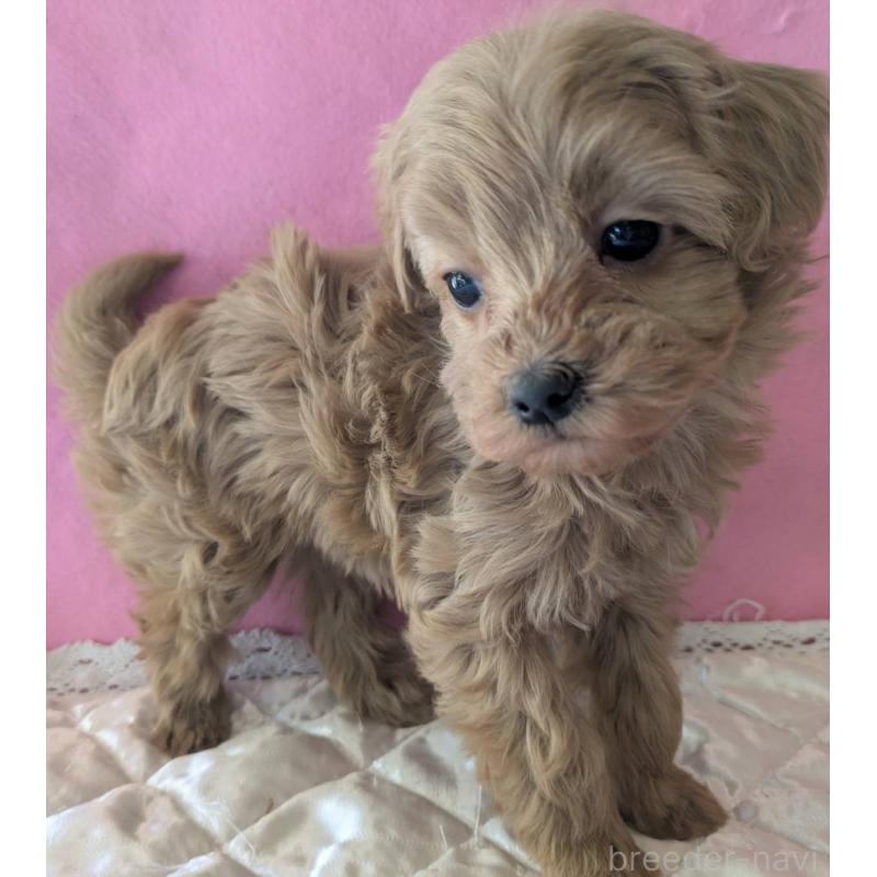 販売中の埼玉県のマルプー:マルチーズ×トイプードル-437652の14枚目