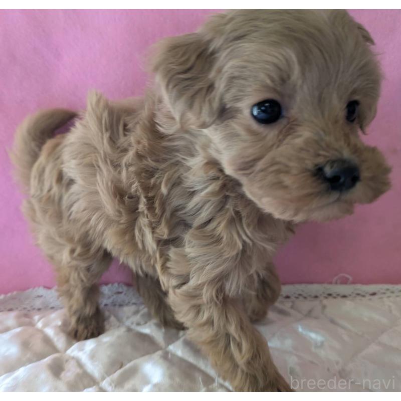 販売中の埼玉県のマルプー:マルチーズ×トイプードル-437652の12枚目