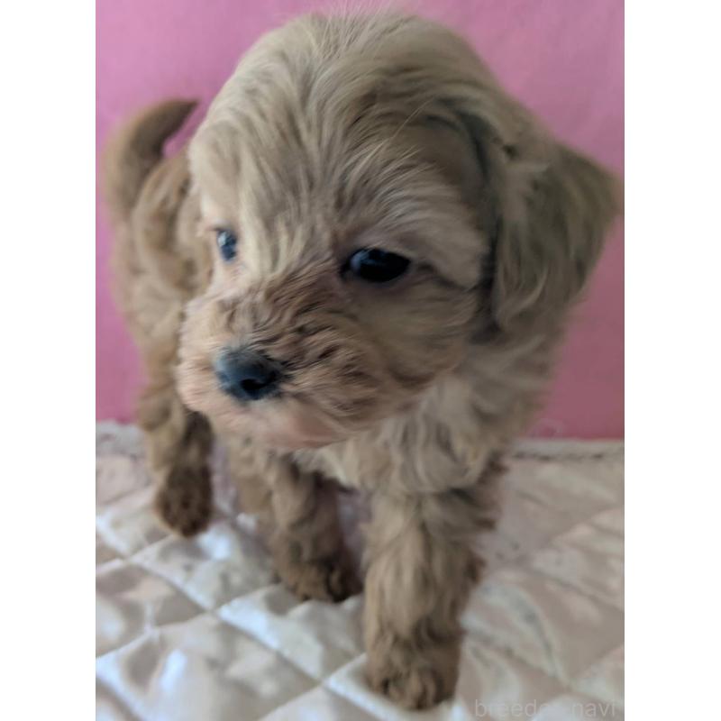 販売中の埼玉県のマルプー:マルチーズ×トイプードル-437652の11枚目