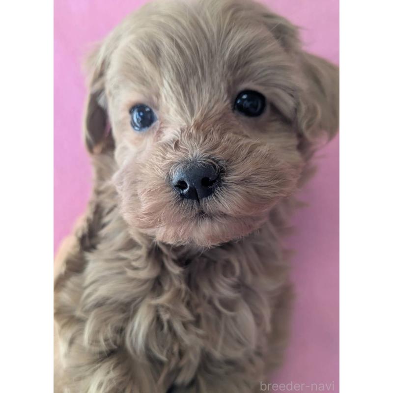 販売中の埼玉県のマルプー:マルチーズ×トイプードル-437652の10枚目