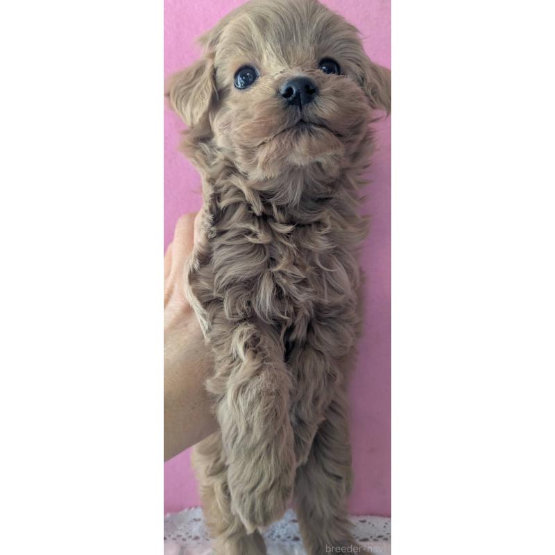 販売中の埼玉県のマルプー:マルチーズ×トイプードル-437652