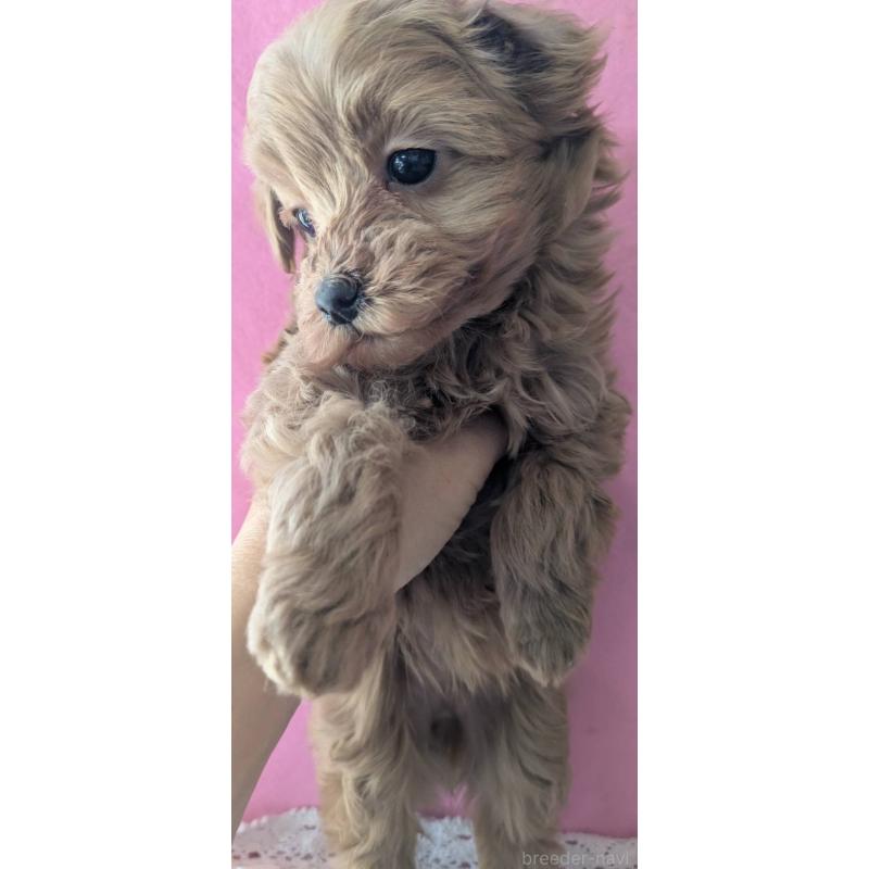 販売中の埼玉県のマルプー:マルチーズ×トイプードル-437652の8枚目