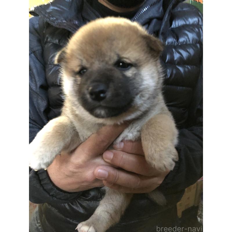 販売中の山口県の柴犬-441581の4枚目