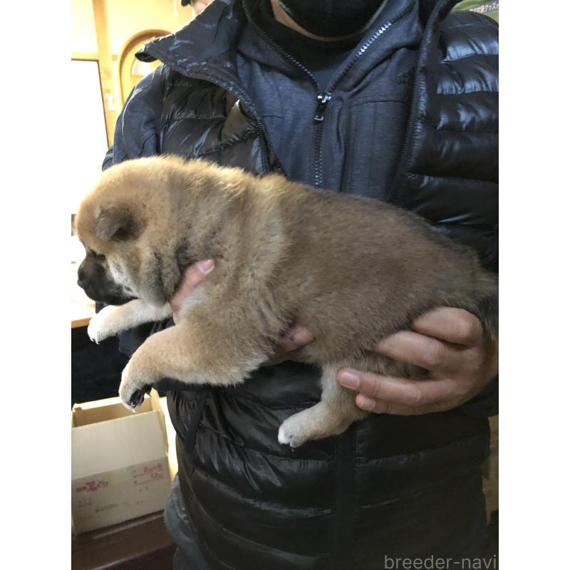 販売中の山口県の柴犬-441581の3枚目