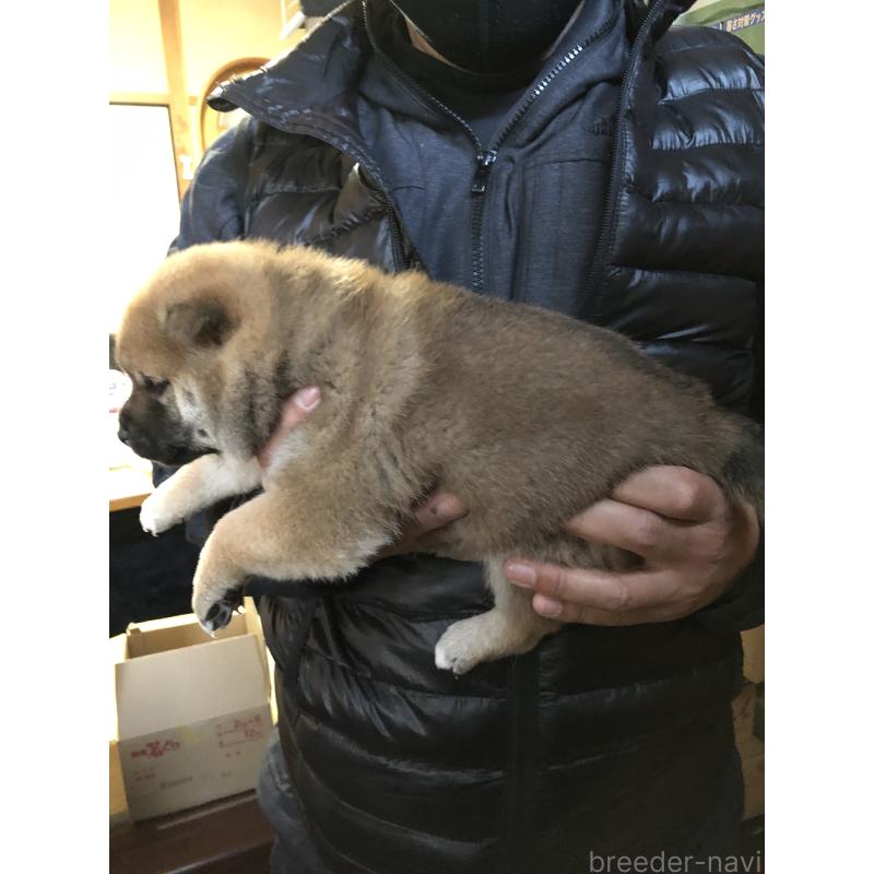 販売中の山口県の柴犬-441581の2枚目