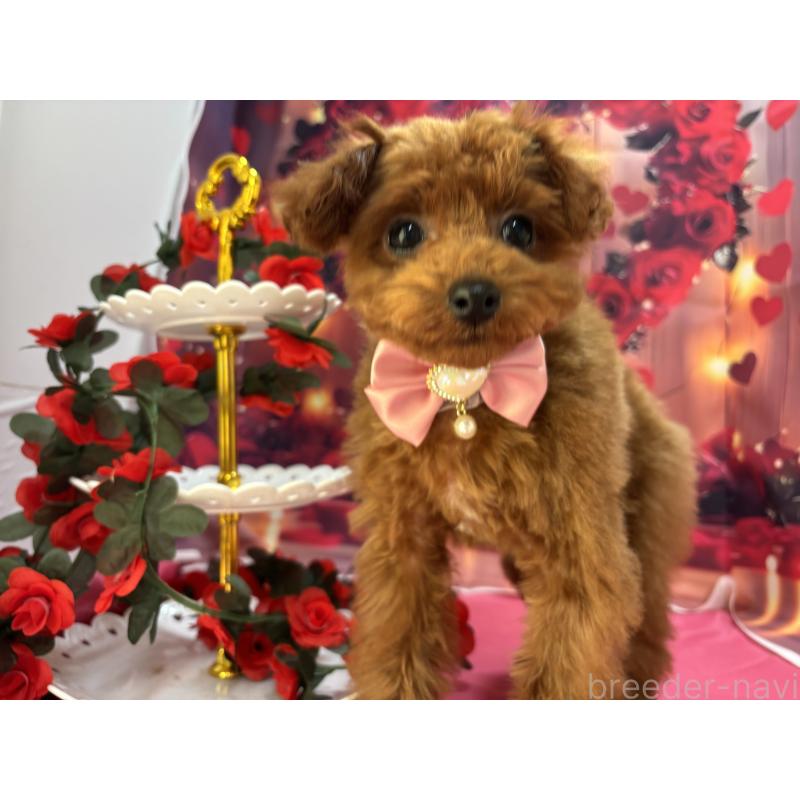 販売中の栃木県のタイニープードル-423222