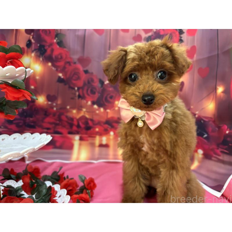 販売中の栃木県のタイニープードル-423222の10枚目