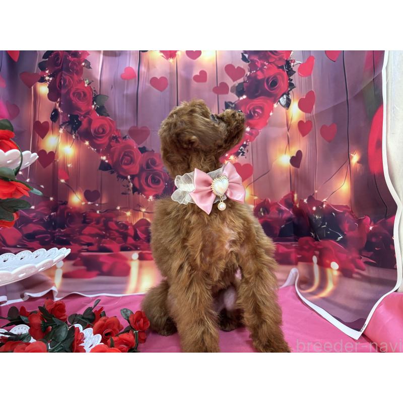 販売中の栃木県のタイニープードル-423222の9枚目