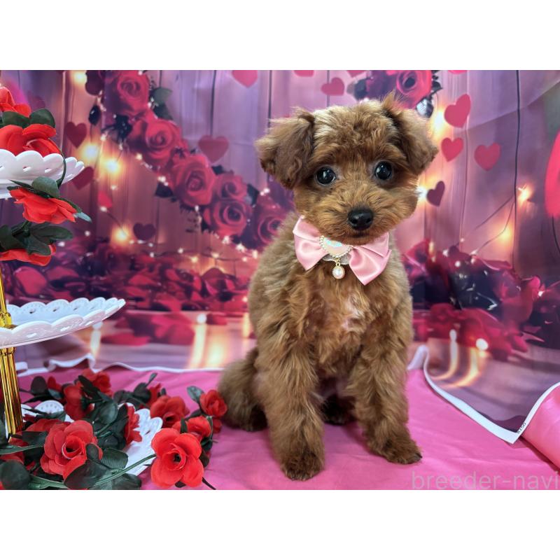 販売中の栃木県のタイニープードル-423222の8枚目