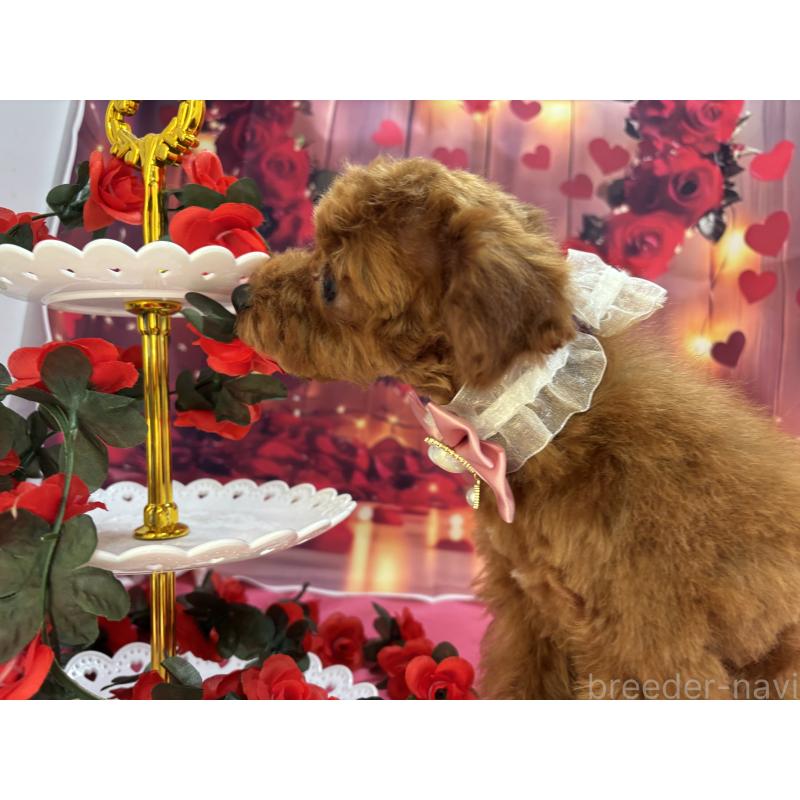 販売中の栃木県のタイニープードル-423222の7枚目