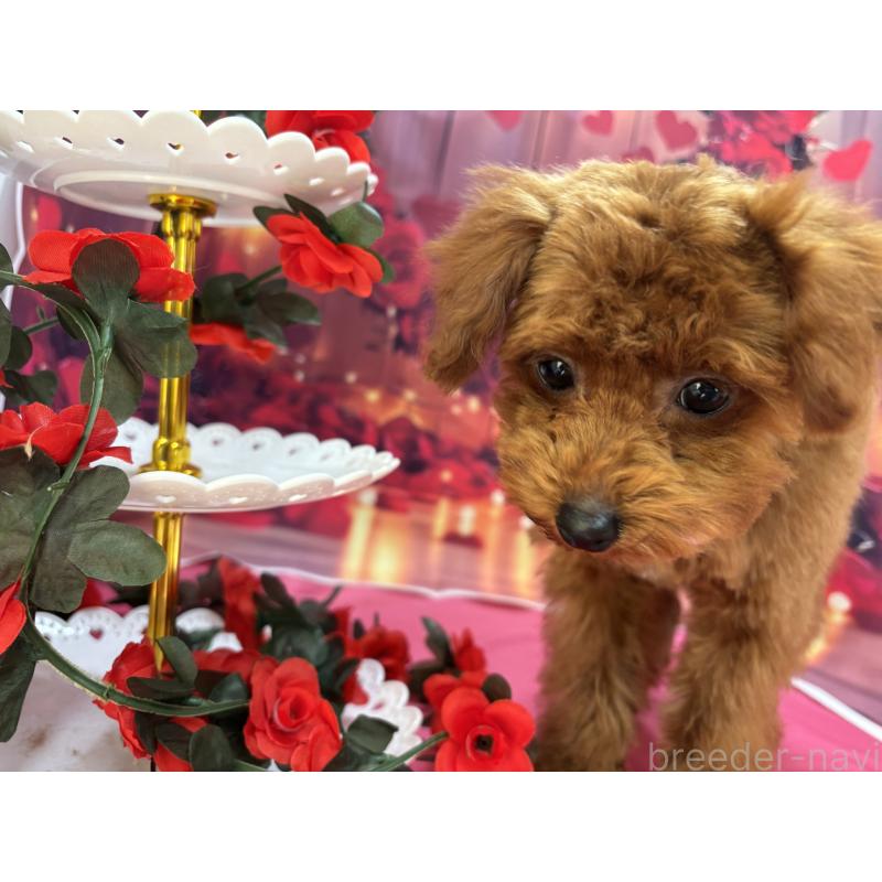 販売中の栃木県のタイニープードル-423222の6枚目