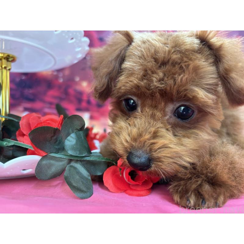 販売中の栃木県のタイニープードル-423222の4枚目