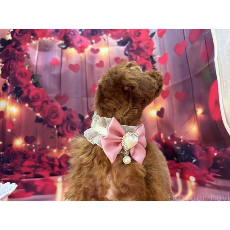 販売中の栃木県のタイニープードル-423222の3枚目