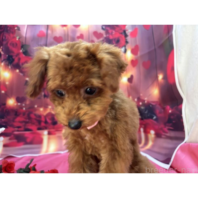 販売中の栃木県のタイニープードル-423222の2枚目