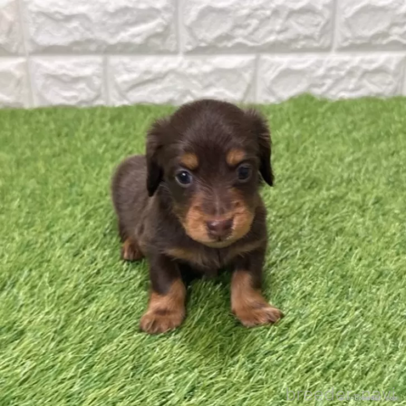販売中の愛知県のミニチュアダックスフンド(ロングヘアード)-441584