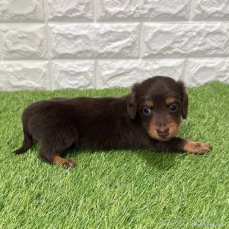販売中の愛知県のミニチュアダックスフンド(ロングヘアード)-441584の5枚目