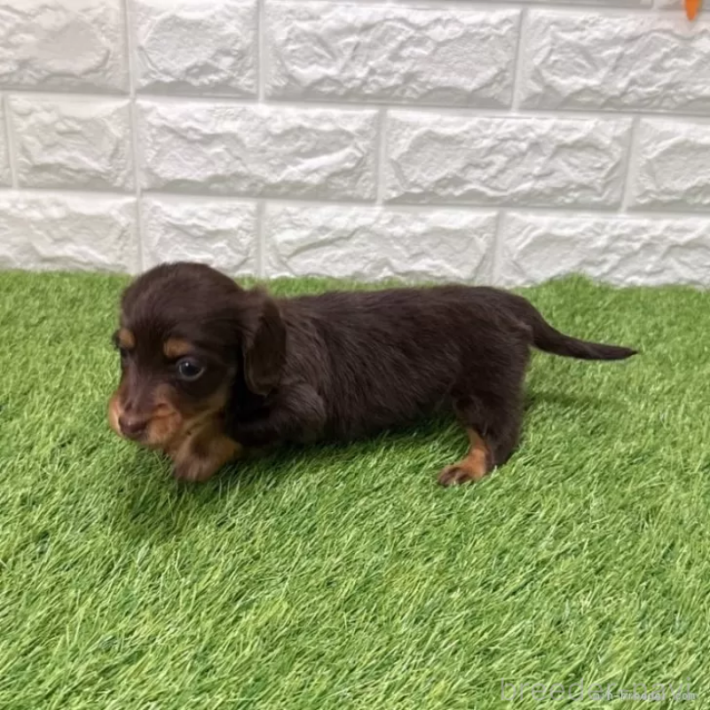 販売中の愛知県のミニチュアダックスフンド(ロングヘアード)-441584の4枚目