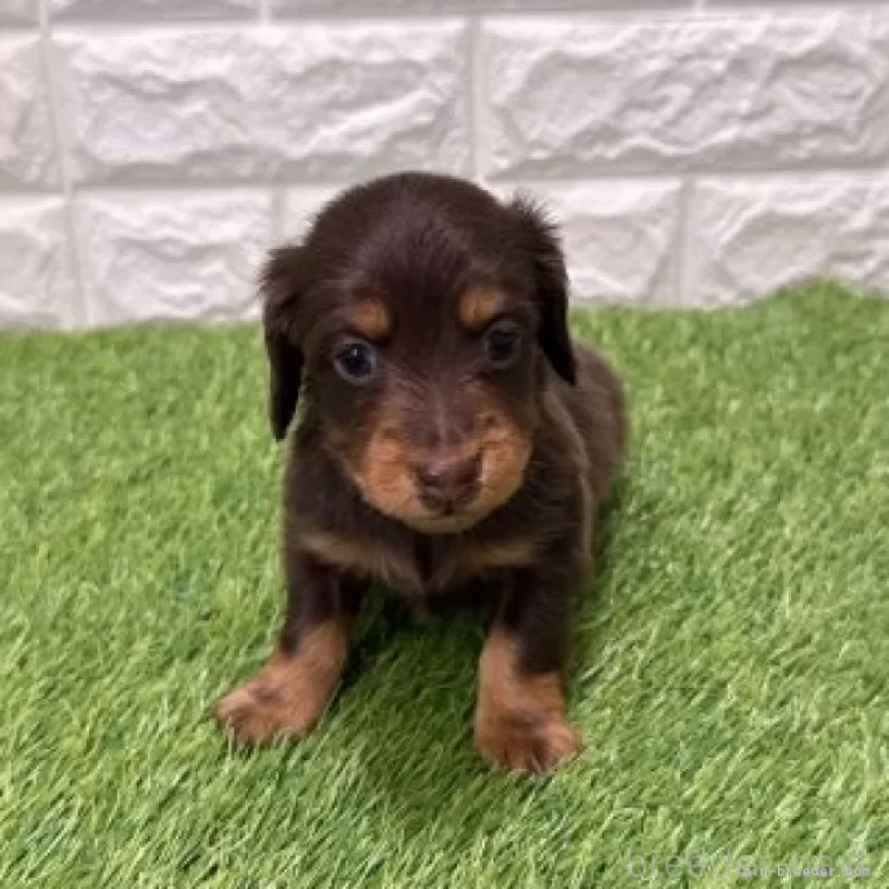 販売中の愛知県のミニチュアダックスフンド(ロングヘアード)-441584の3枚目