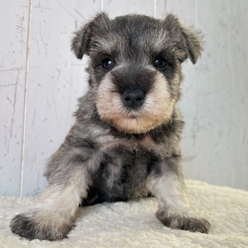 販売中の千葉県のミニチュアシュナウザー-441586