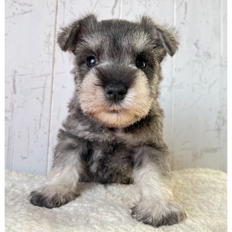 販売中の千葉県のミニチュアシュナウザー-441586の5枚目