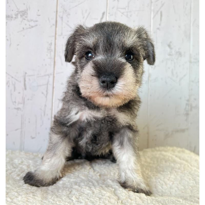 販売中の千葉県のミニチュアシュナウザー-441586の4枚目