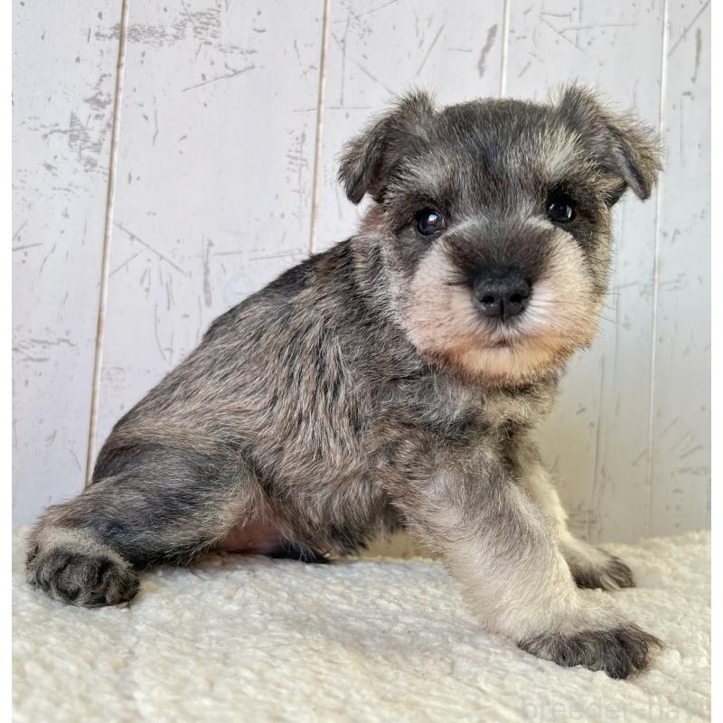 販売中の千葉県のミニチュアシュナウザー-441586の3枚目