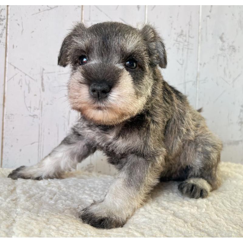 販売中の千葉県のミニチュアシュナウザー-441586の2枚目