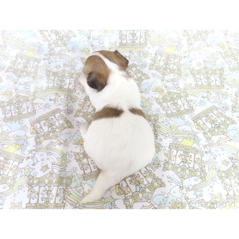 販売中の千葉県のチワワ(ロングコート)-441587の5枚目