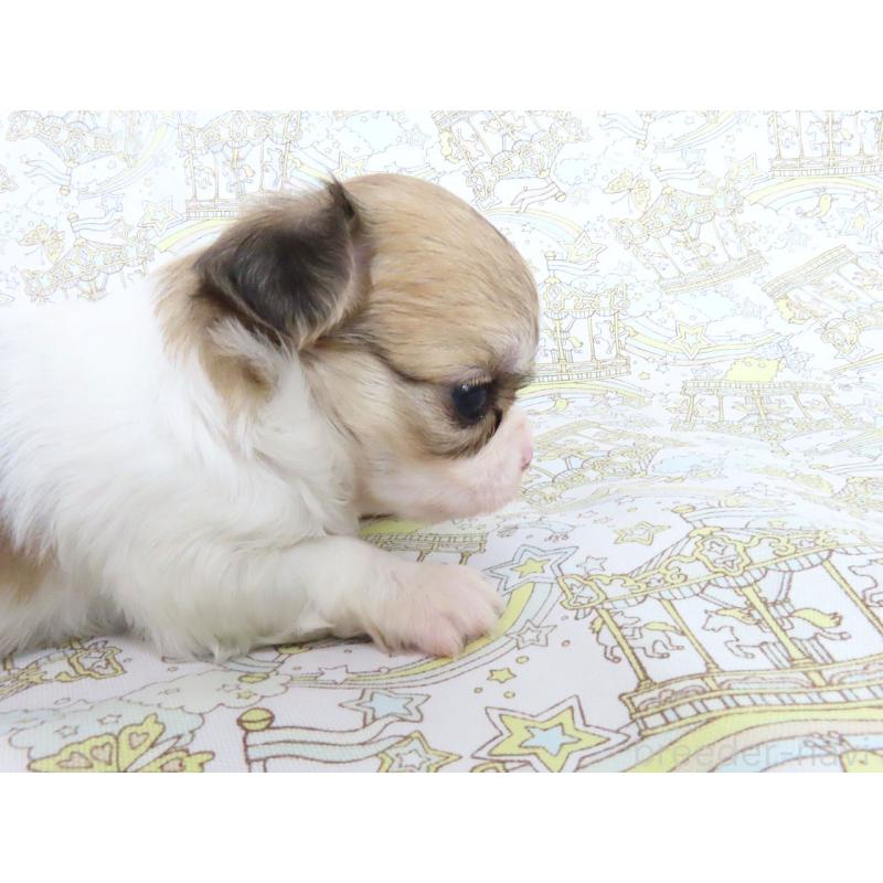 販売中の千葉県のチワワ(ロングコート)-441587の4枚目