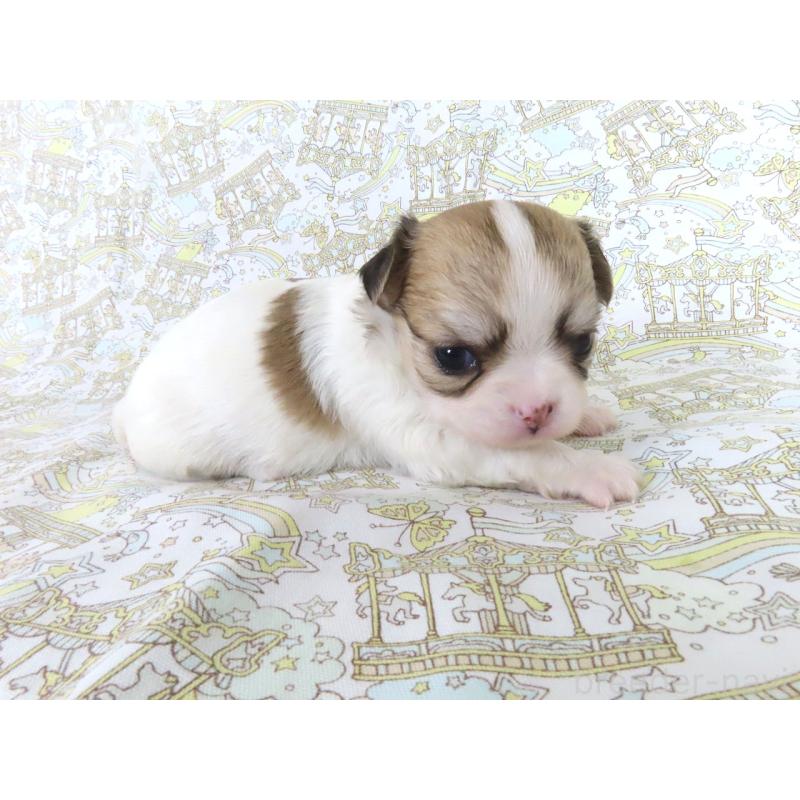 販売中の千葉県のチワワ(ロングコート)-441587の3枚目