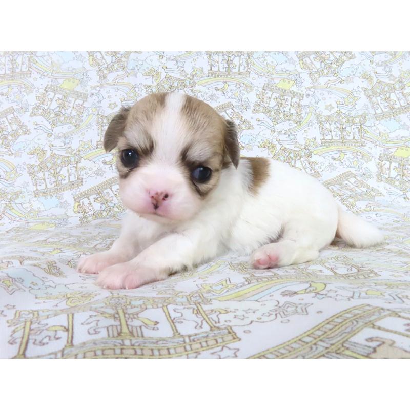 販売中の千葉県のチワワ(ロングコート)-441587の2枚目