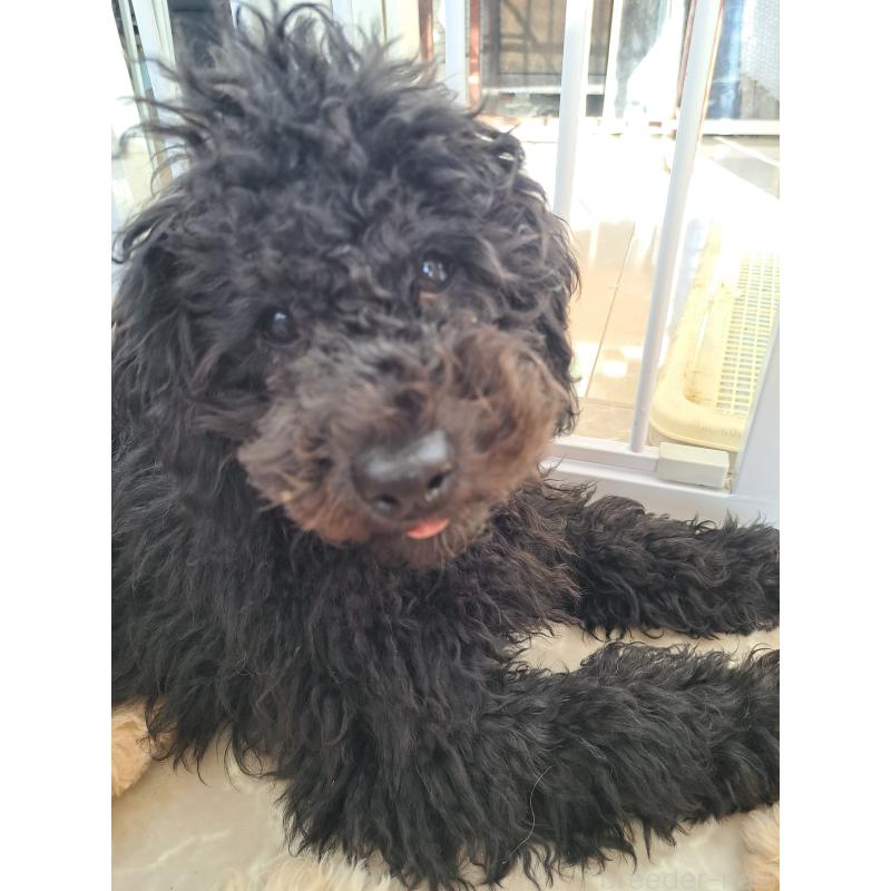 商談中の東京都のラブラドゥードル:ラブラドールレトリーバー×プードル-409556の7枚目