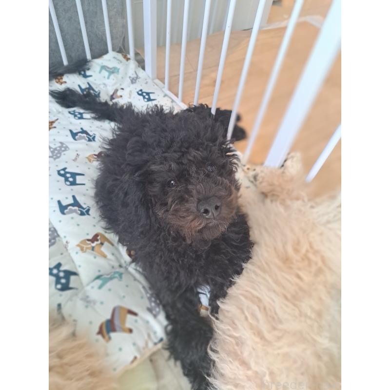 商談中の東京都のラブラドゥードル:ラブラドールレトリーバー×プードル-409556の6枚目