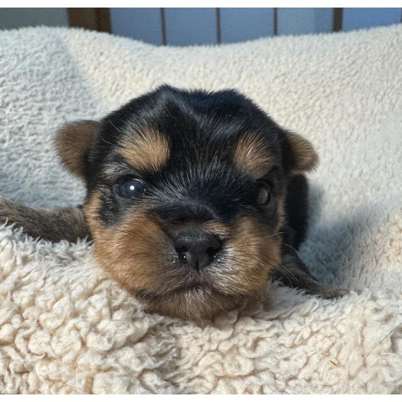 販売中の神奈川県のヨークシャーテリア-441591の1枚目