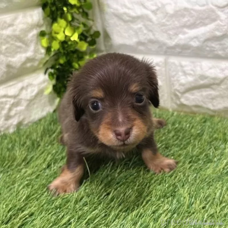 販売中の愛知県のミニチュアダックスフンド(ロングヘアード)-441590