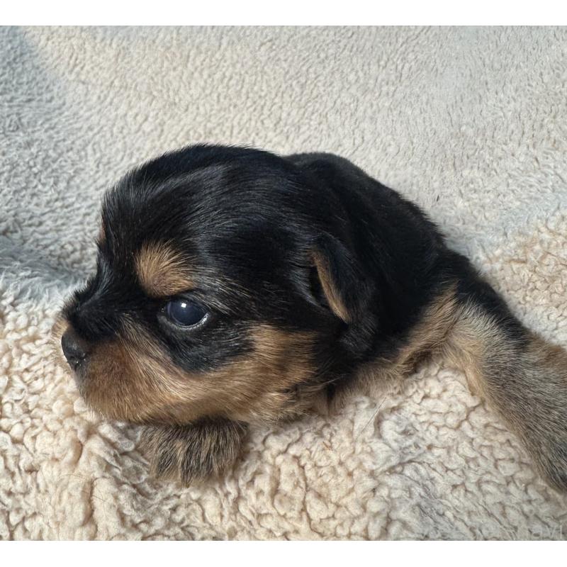 販売中の神奈川県のヨークシャーテリア-441591の3枚目