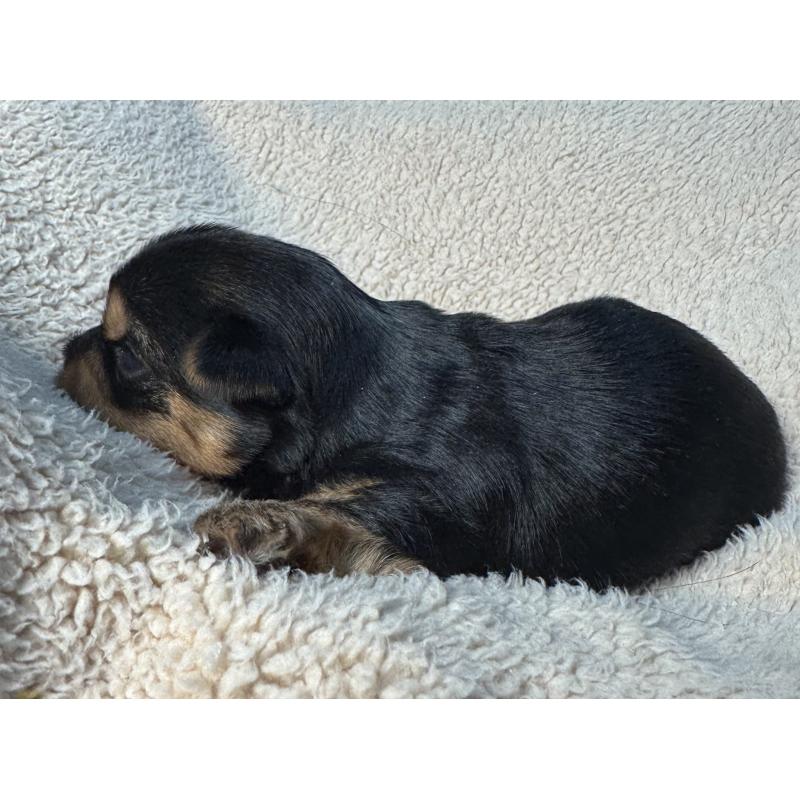 販売中の神奈川県のヨークシャーテリア-441591の2枚目