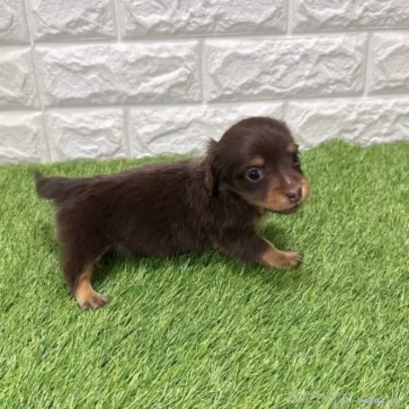 販売中の愛知県のミニチュアダックスフンド(ロングヘアード)-441590の5枚目